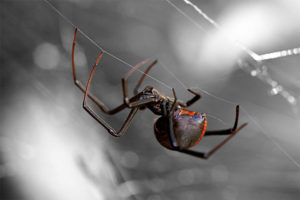 A Black Widow Spider hangs from a web outside a house in Robbinsville, New Jersey.